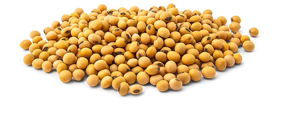 ಸೋಯಾಬೀನ್ – ಪುರುಷರು ಉಪಯೋಗಿಸಬಹುದೇ ? Soybean for Men ?