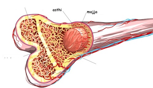 Ayurveda Definition of Majja Dhatu ( Bone marrow )