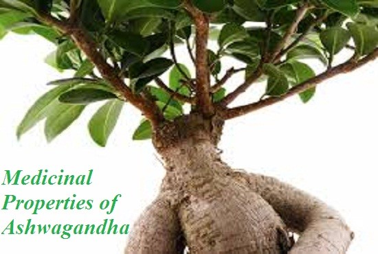 Ayurveda Health Benefits and Uses of Ashwagandha