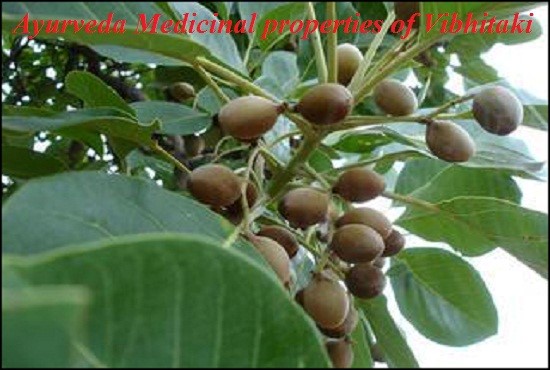 Health Benefits of Vibhitaki – Bibhitaki -Bahera -Terminalia Bellirica